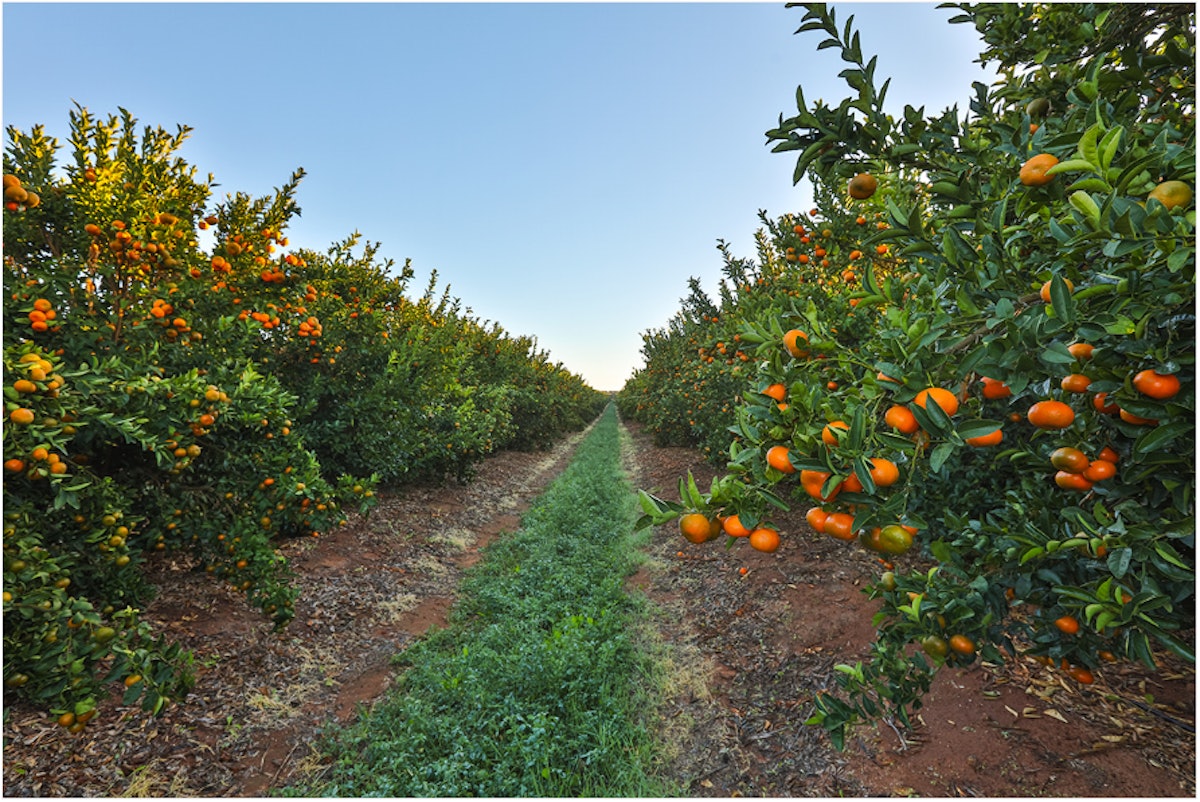Mildura Fruit Company FreshChoice
