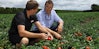 Wattie's Tomatoes | From Farm to Plate