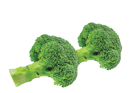 Freshly Picked Broccoli