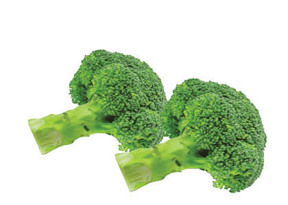 Freshly Picked Broccoli