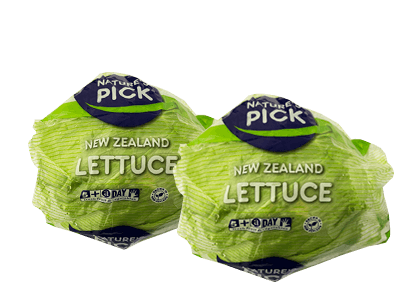 Freshly Picked Wrapped Iceberg Lettuce