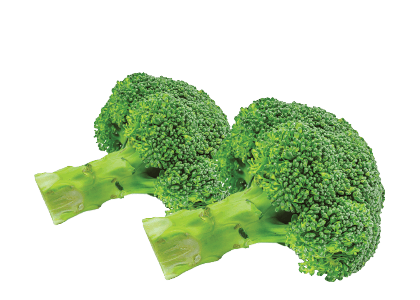 Freshly Picked Broccoli